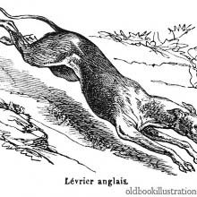Greyhound