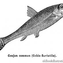 Gudgeon (Gobio gobio)