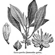 Gutta-Percha Tree (Palaquium Gutta)