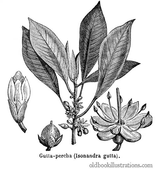 Gutta-Percha Tree (Palaquium Gutta)