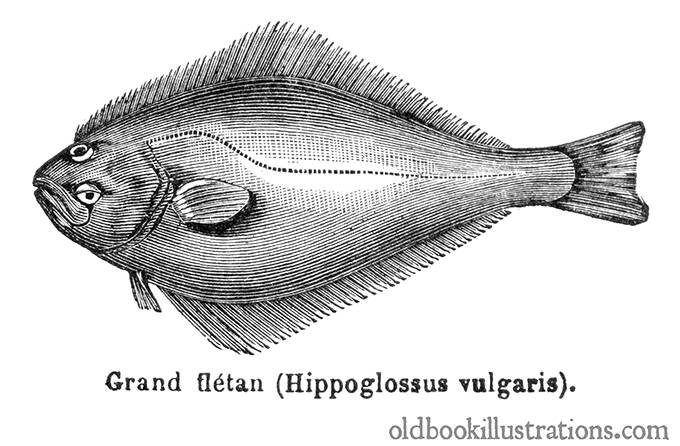 Halibut
