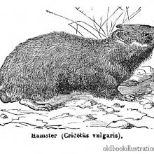 Hamster