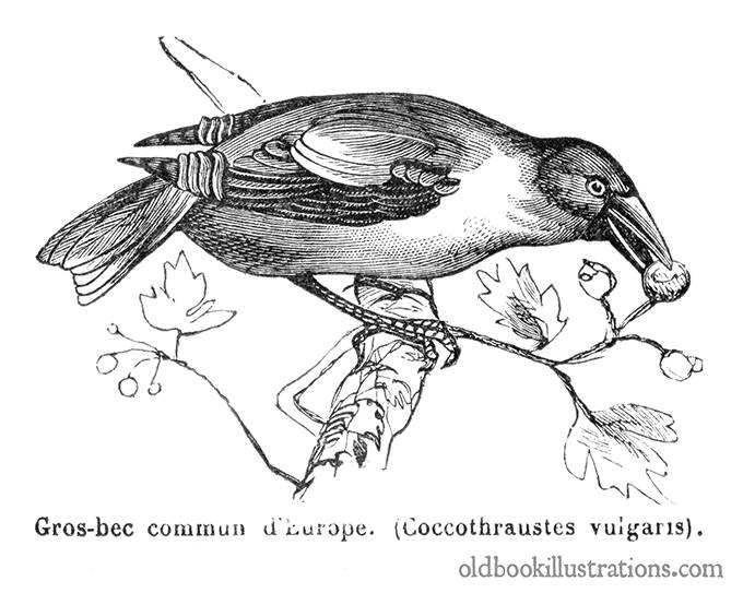 Hawfinch