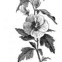 Hibiscus