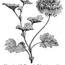 Horseshoe Geranium (Pelargonium Zonale)