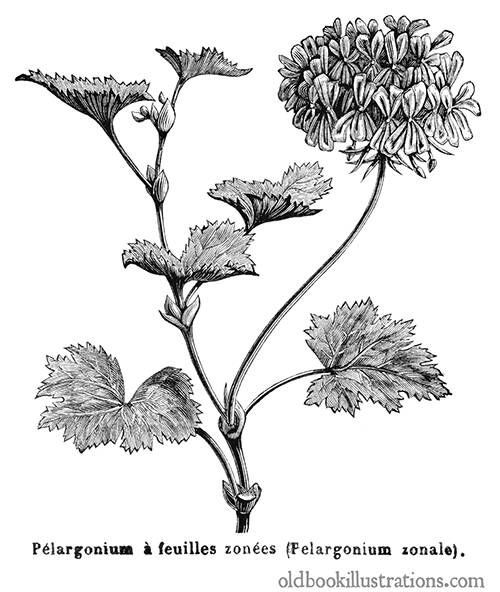 Horseshoe Geranium (Pelargonium Zonale)