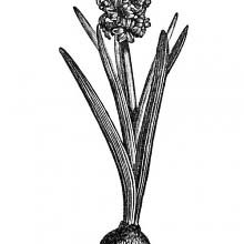 Common Hyacinth