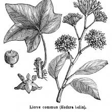 Common Ivy