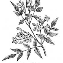 Common Jasmine