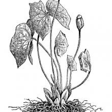 Jeffersonia Diphylla