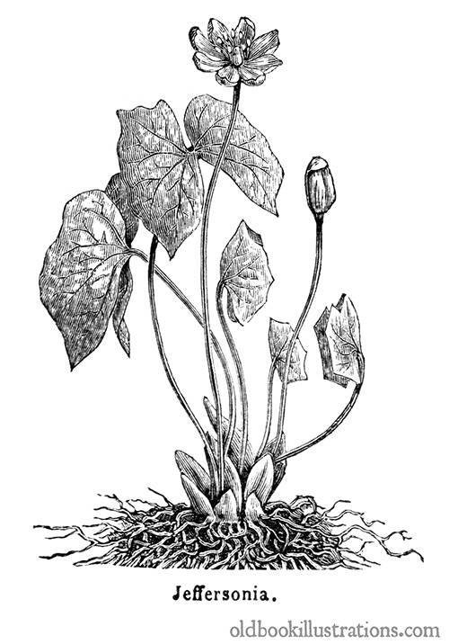 Jeffersonia Diphylla