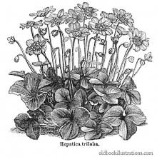 Kidneywort (Anemone Hepatica)
