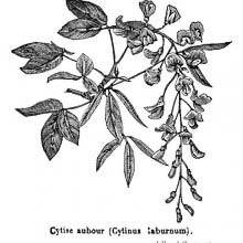 Common Laburnum (Golden Chain Tree)
