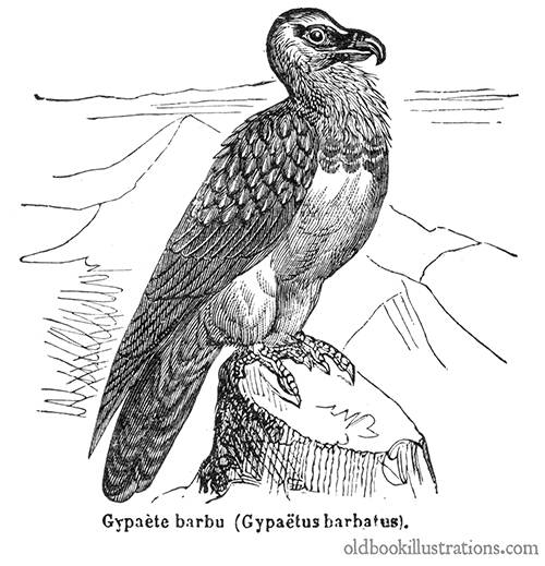 Lammergeier