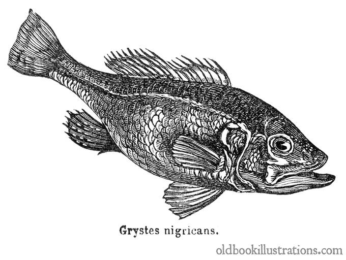 Largemouth Bass