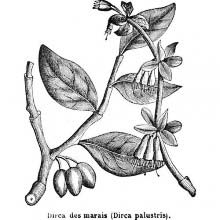 Leatherwood (Dirca Palustris)