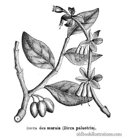 Leatherwood (Dirca Palustris)