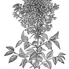 Common Lilac