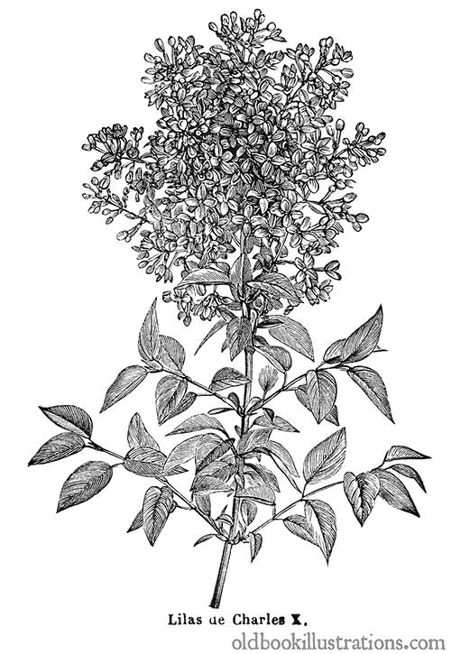 Common Lilac