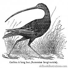 Long-Billed Curlew
