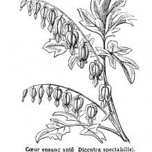 Bleeding Heart