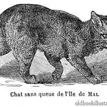 Manx Cat