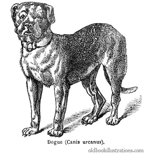 Mastiff