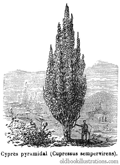 Pyramidal Cypress