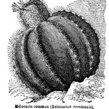Melon Cactus (Melocactus Communis)