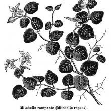 Partridgeberry (Mitchella Repens)