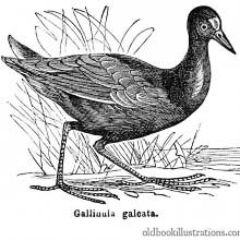 Common Moorhen