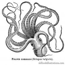 Common Octopus