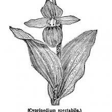 Cypripedium Reginae