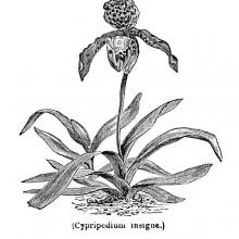 Paphiopedilum Insigne