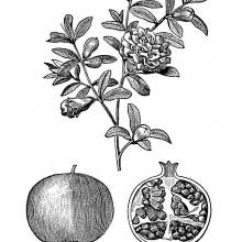 Pomegranate