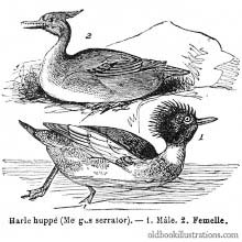 Red-Breasted Merganser