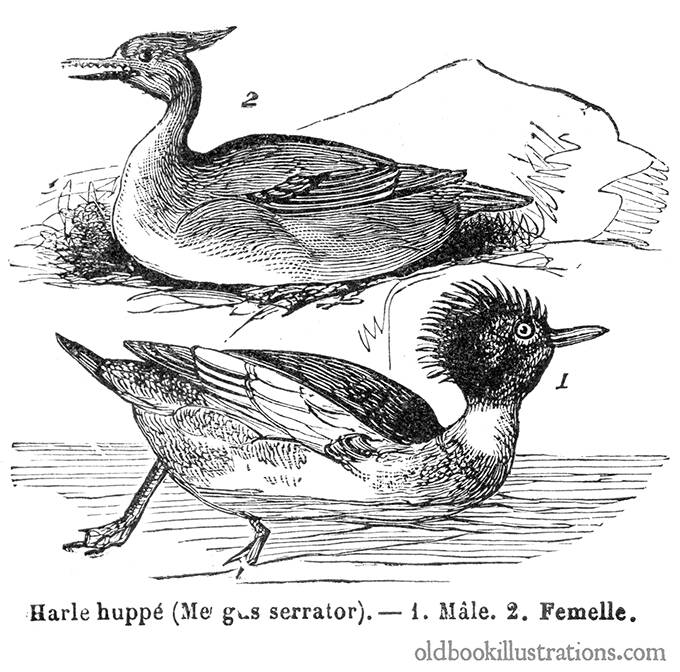 Red-Breasted Merganser
