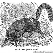 Red Coati