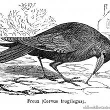Rook