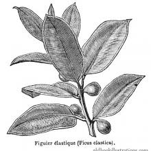 Rubber Fig