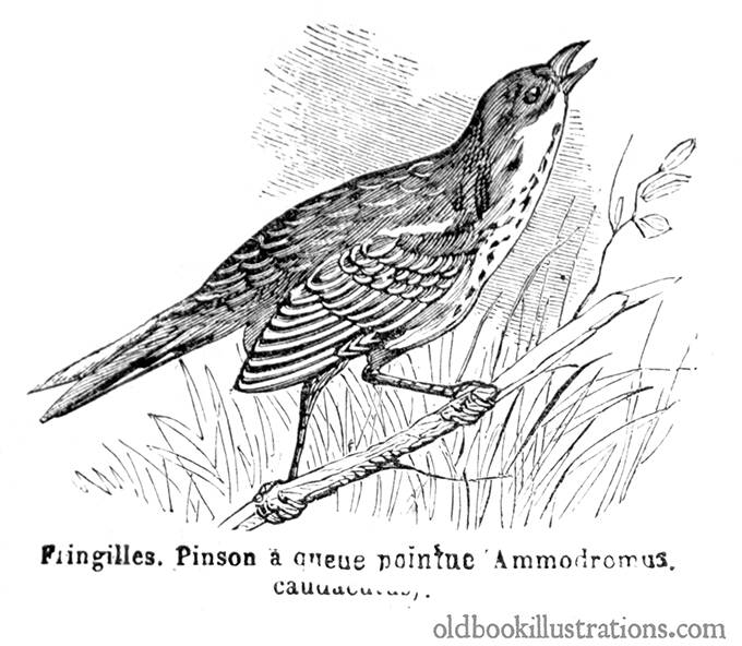 Saltmarsh sharp-tailed sparrow