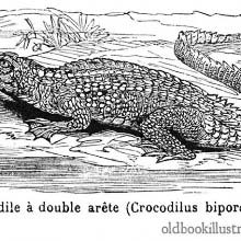 Saltwater Crocodile