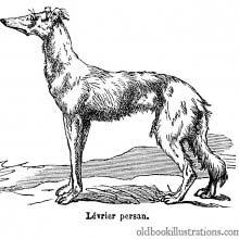 Saluki