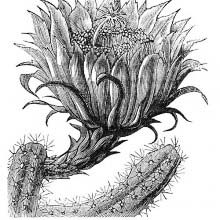 Moonlight Cactus (Selenicereus Grandiflorus)
