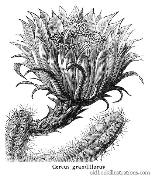Moonlight Cactus (Selenicereus Grandiflorus)