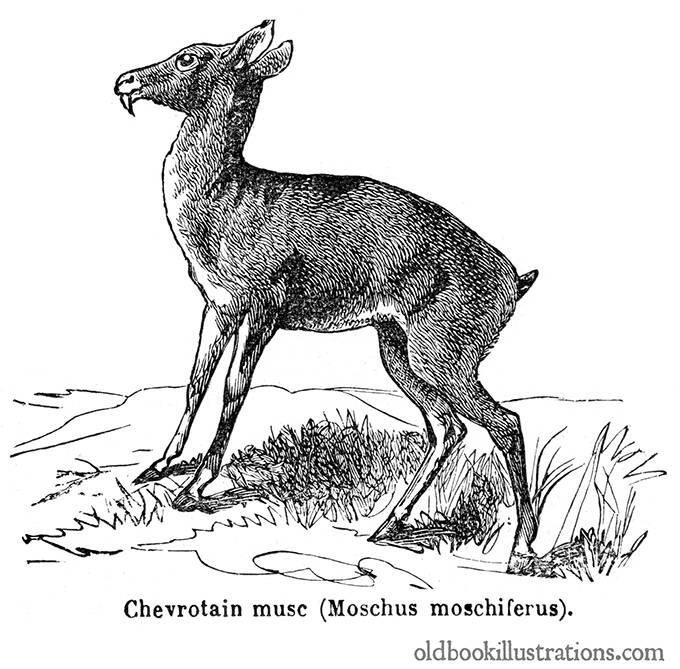 Siberian musk deer
