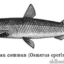 Smelt