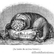 King John III Sobieski's Otter