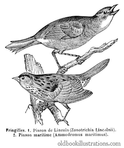 Seaside & Lincoln's Sparrows