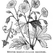 Spotted Cranesbill